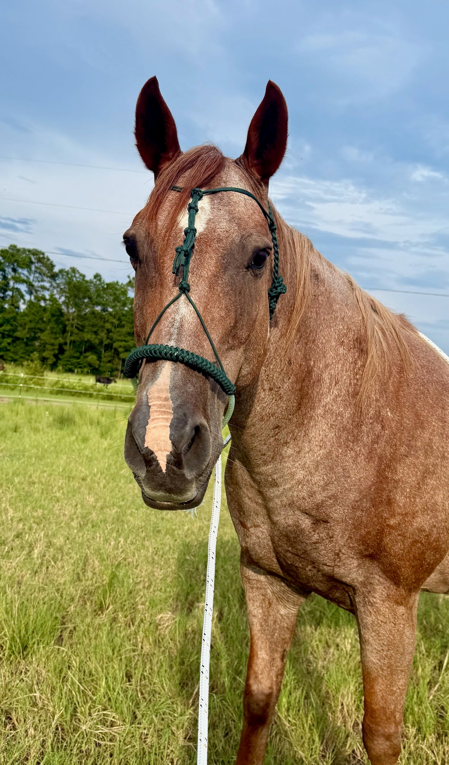 Crow's Foot Loping Hackamore Ready To Ship