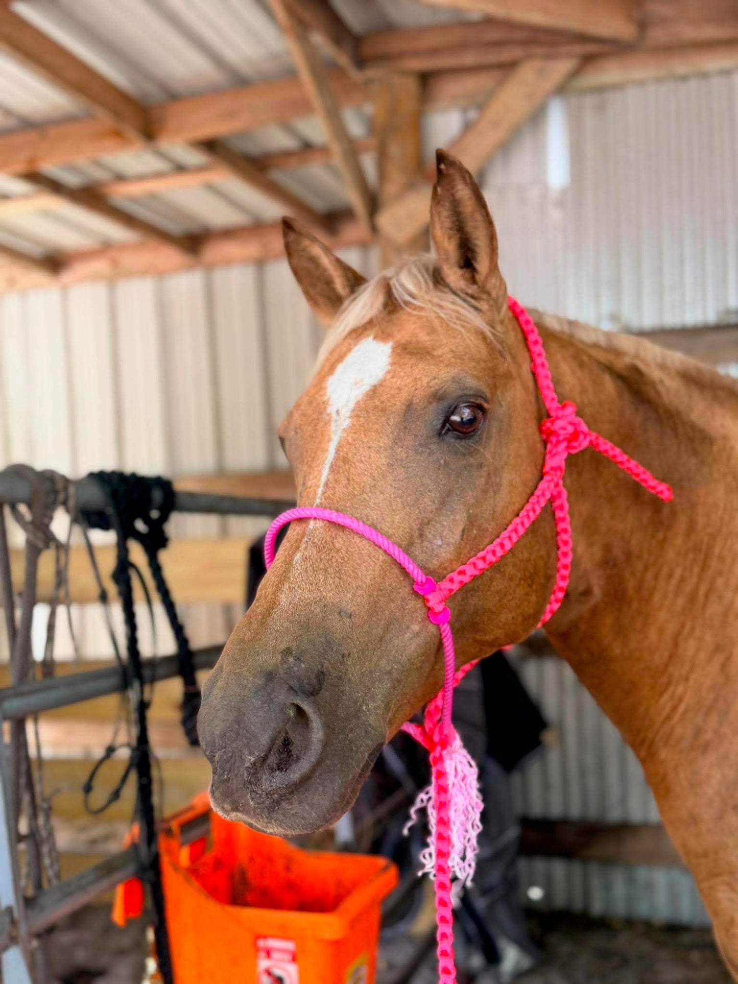 Custom Lariat Muletape Halter