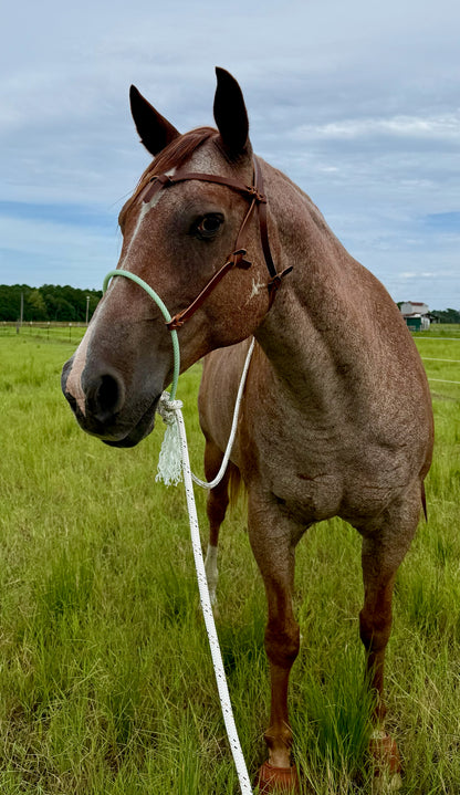 Futurity Knot Loping Hackamore Ready to Ship