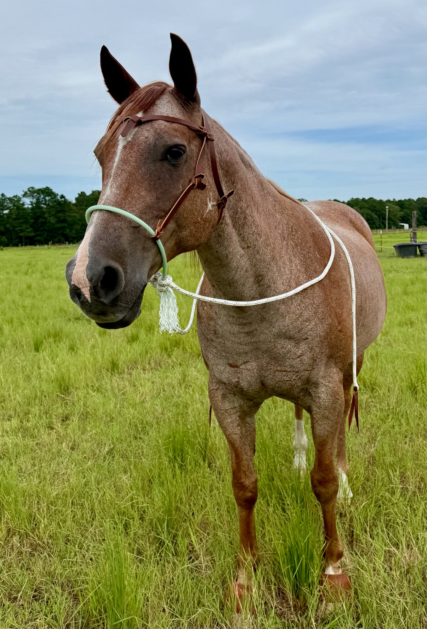 Futurity Knot Loping Hackamore Ready to Ship