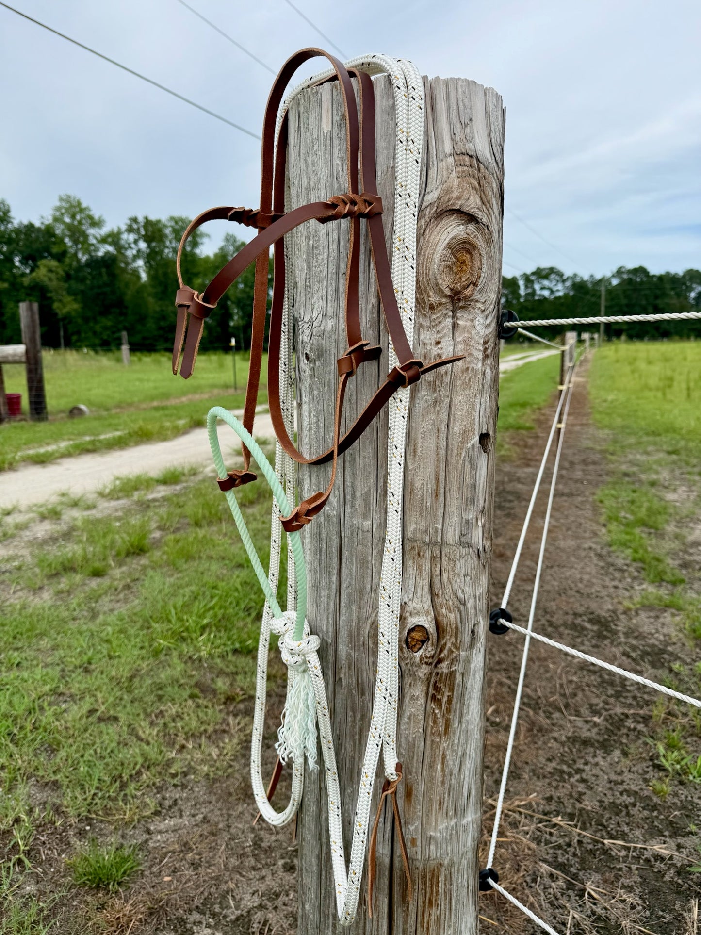 Futurity Knot Loping Hackamore Ready to Ship