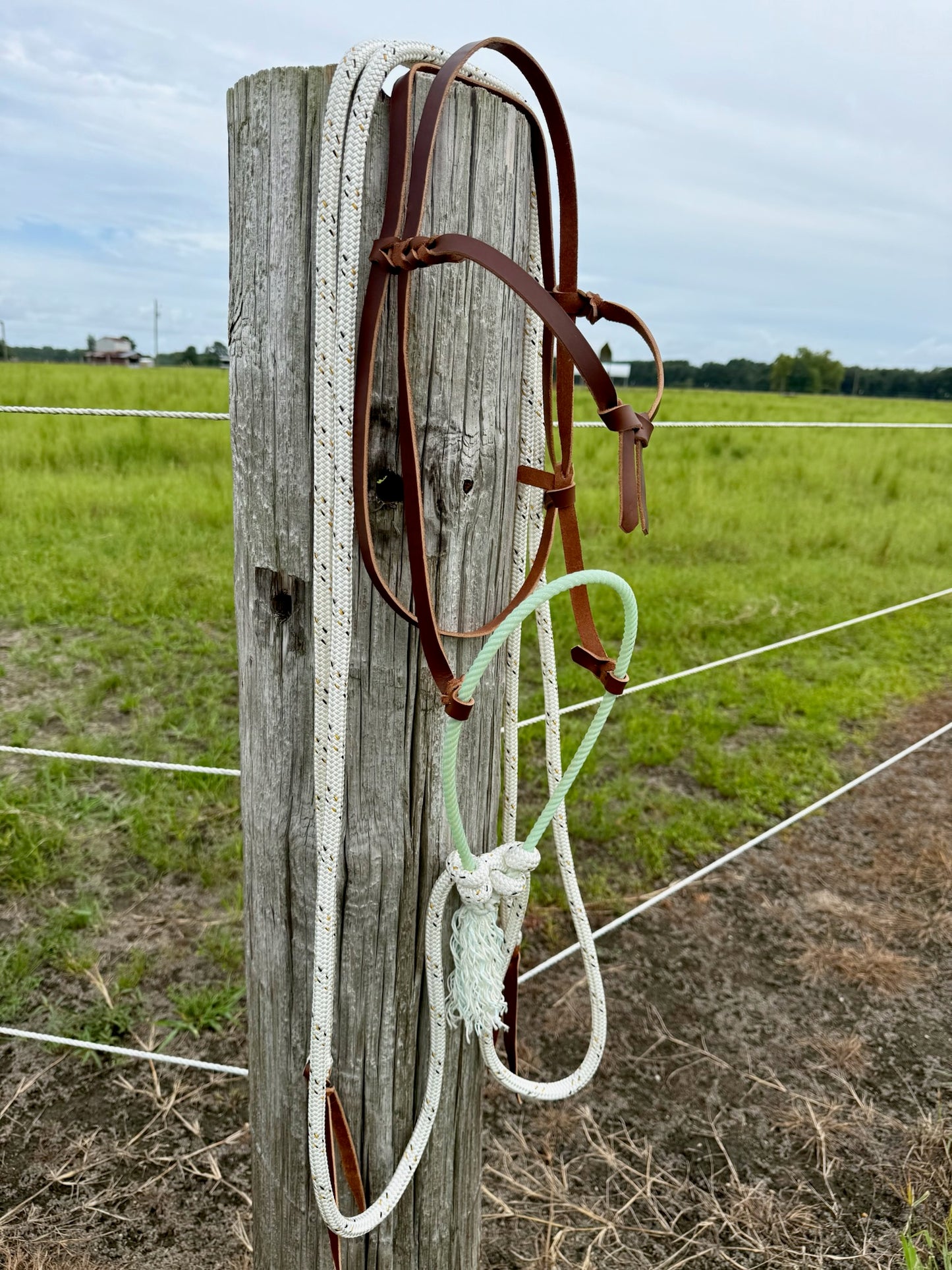 Futurity Knot Loping Hackamore Ready to Ship