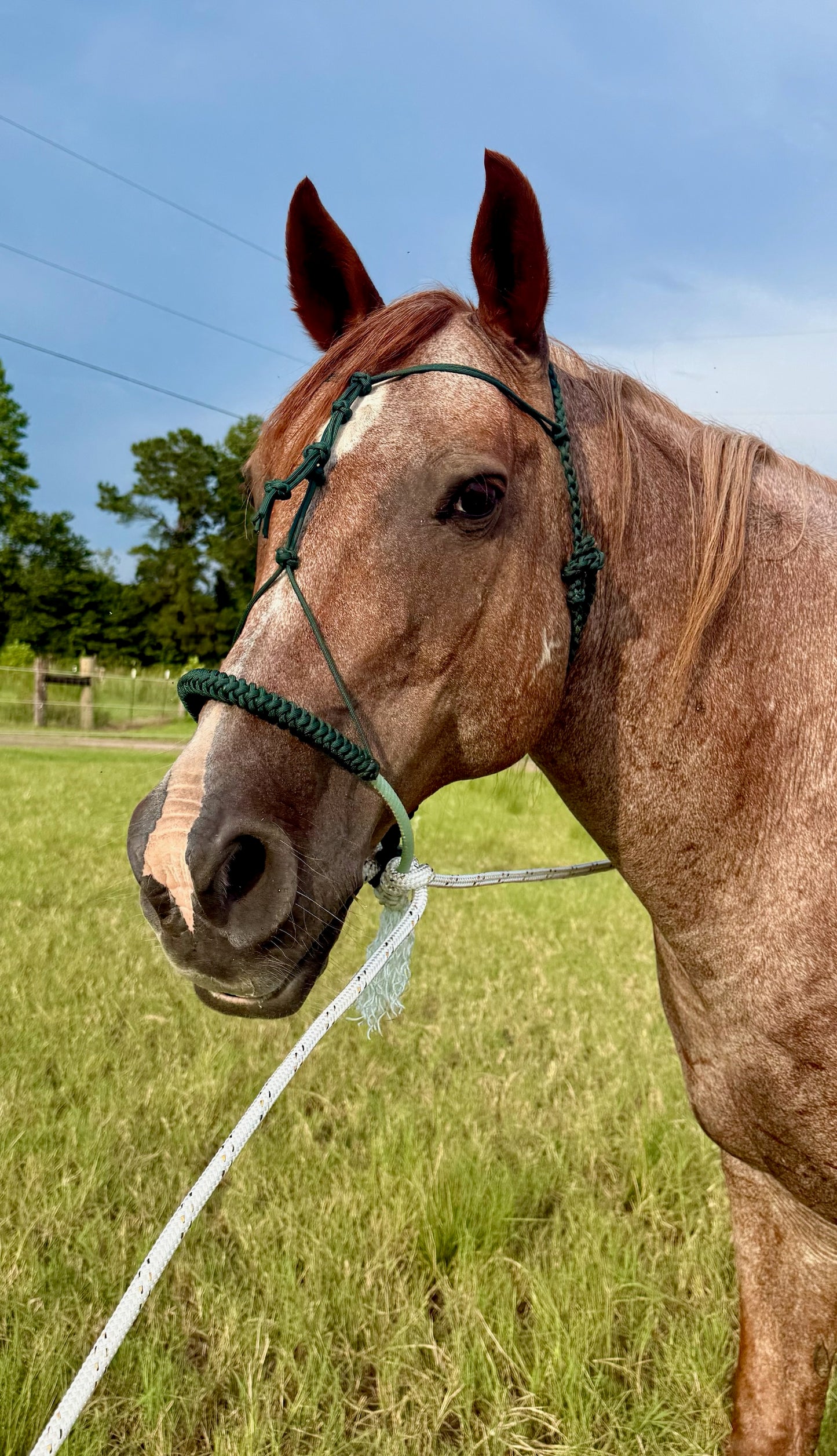 Crow's Foot Loping Hackamore Ready To Ship