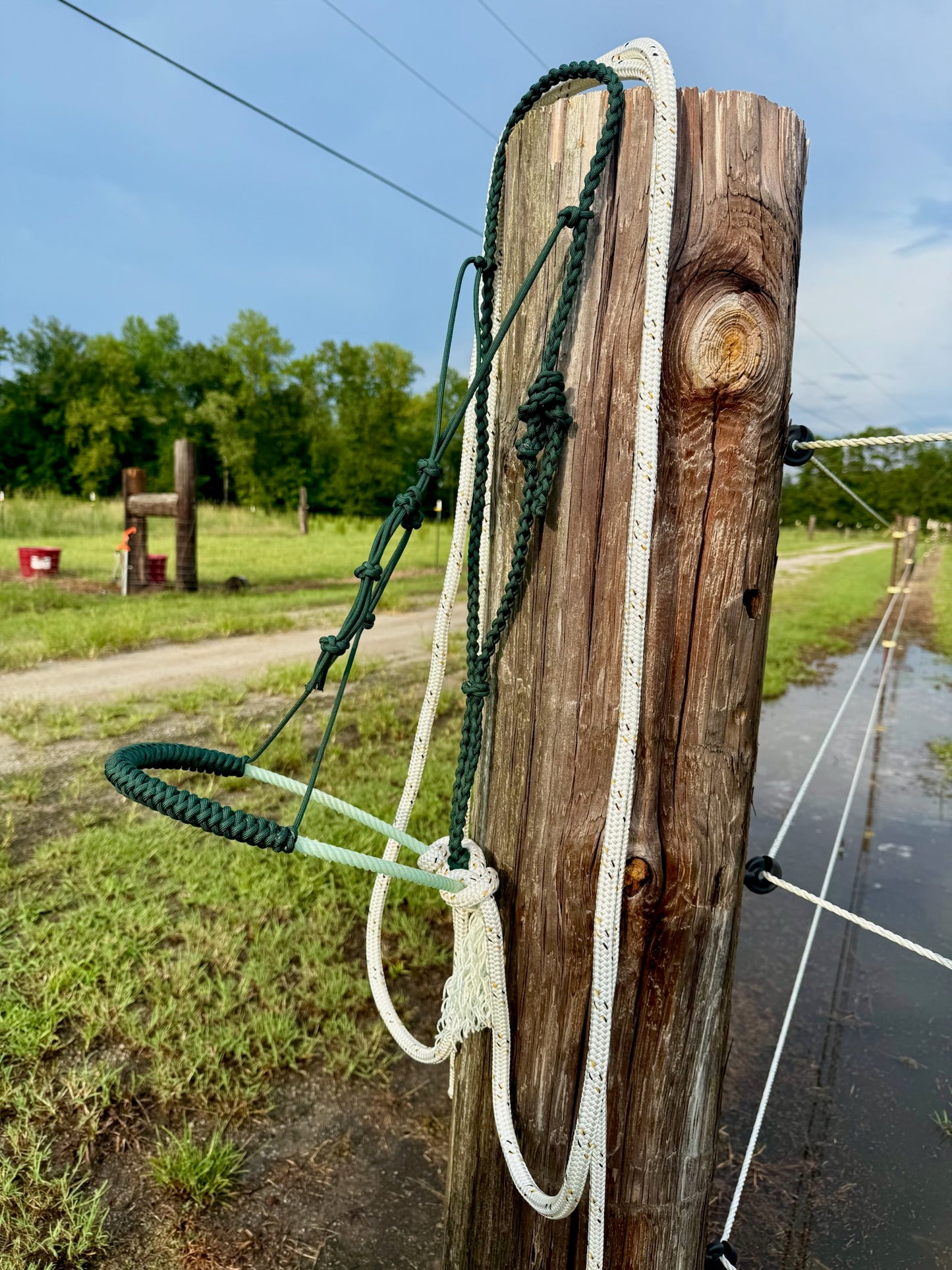 Crow's Foot Loping Hackamore Ready To Ship