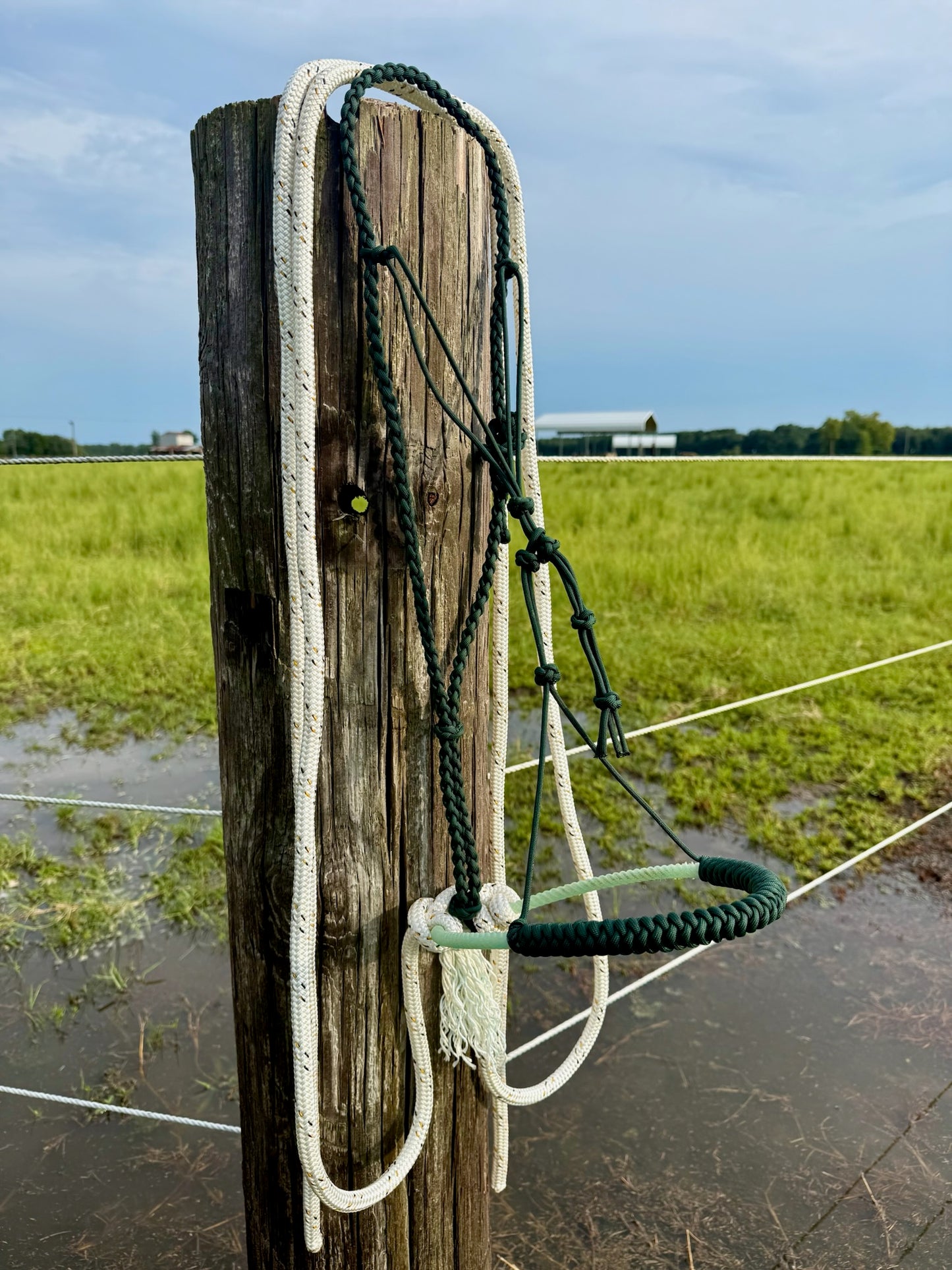 Crow's Foot Loping Hackamore Ready To Ship